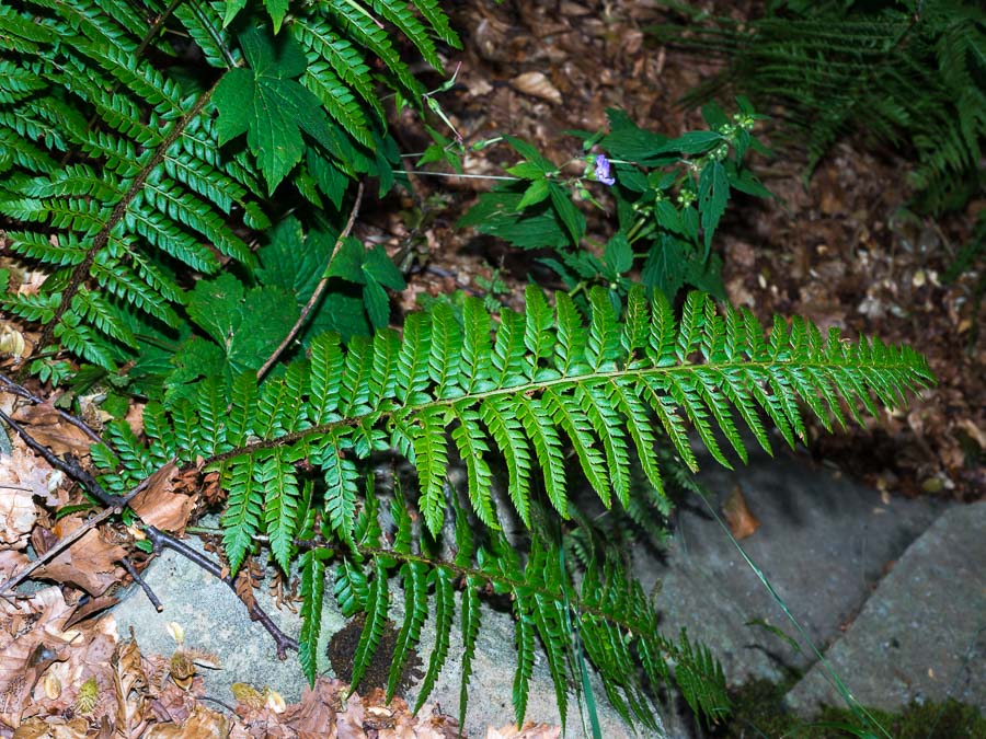 Polystichum aculeatum